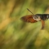 Dlouhozobka svizelova - Macroglossum stellatarum - Hummingbird hawk-moth 3227